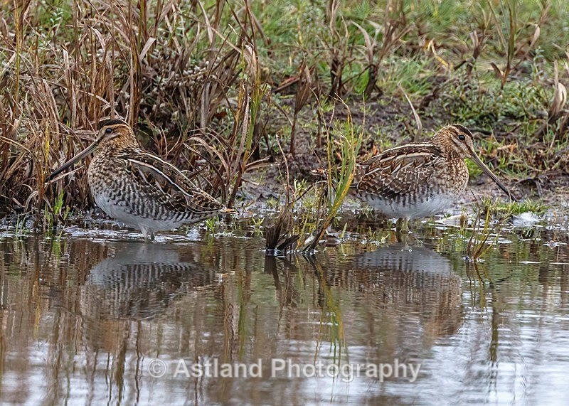 Astland Photography, Bird and Wildlife Images, Susan and Peter Wilson, U.K.