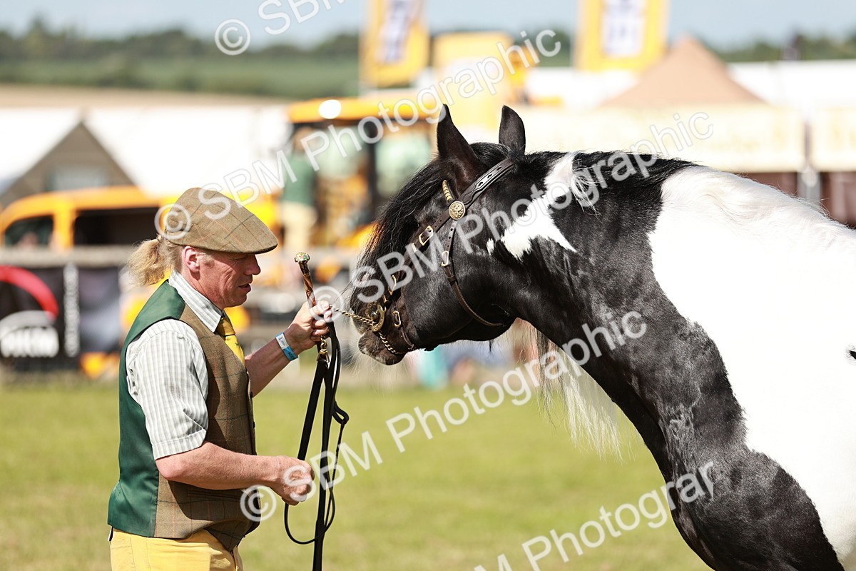 SBM_08850 - Class 63-65 - Traditional Gypsy Cobs In Hand & Ridden