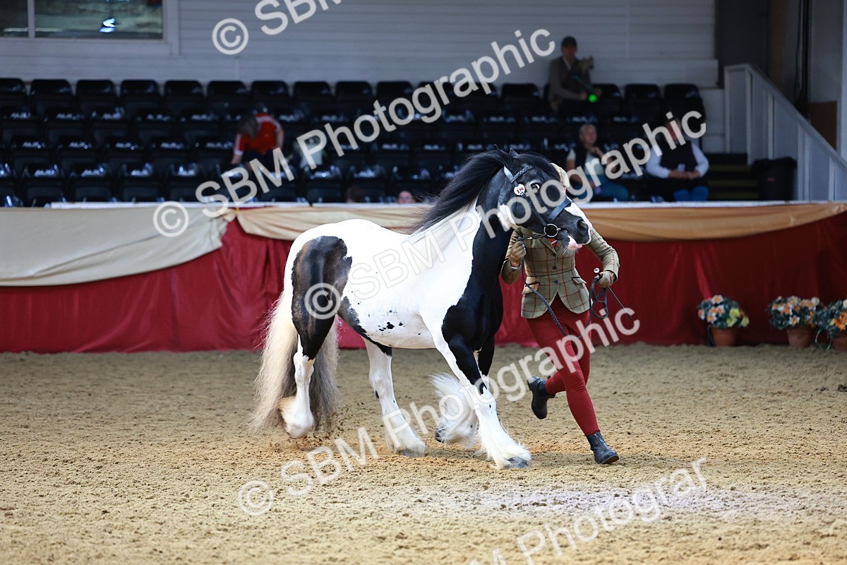 SBM_23238 - Class 903 - Supreme Final - IH Pre Vet