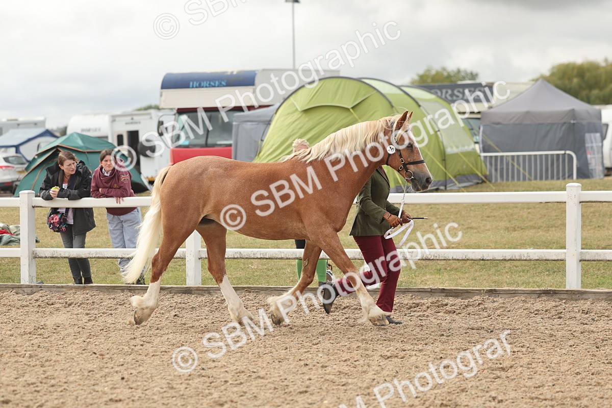 SBM_03187 - Class 16 - IH M&M Wildcard