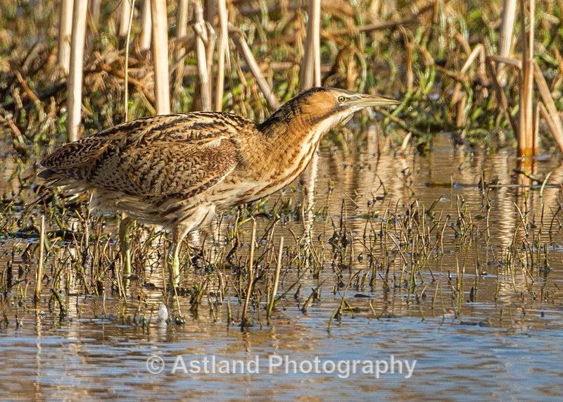 Astland Photography, Bird and Wildlife Images, Susan and Peter Wilson, U.K.