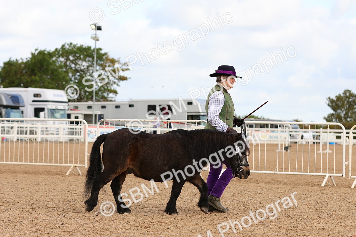 SBM_10278 - Class 206 - IH Non Show Type Pony