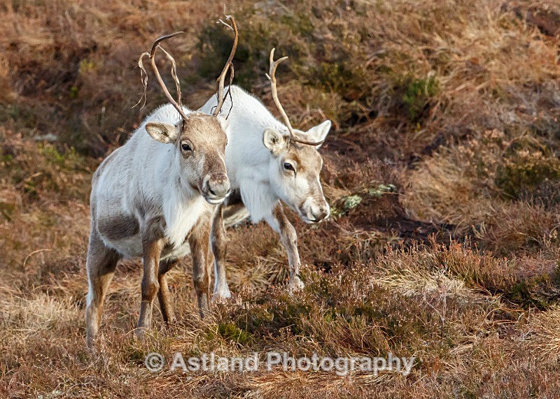 Astland Photography, Bird and Wildlife Images, Susan and Peter Wilson, U.K.