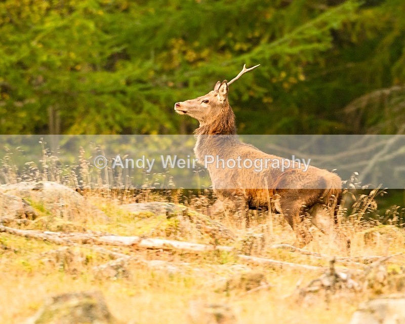 20110929-_MG_7147 - Red Deer