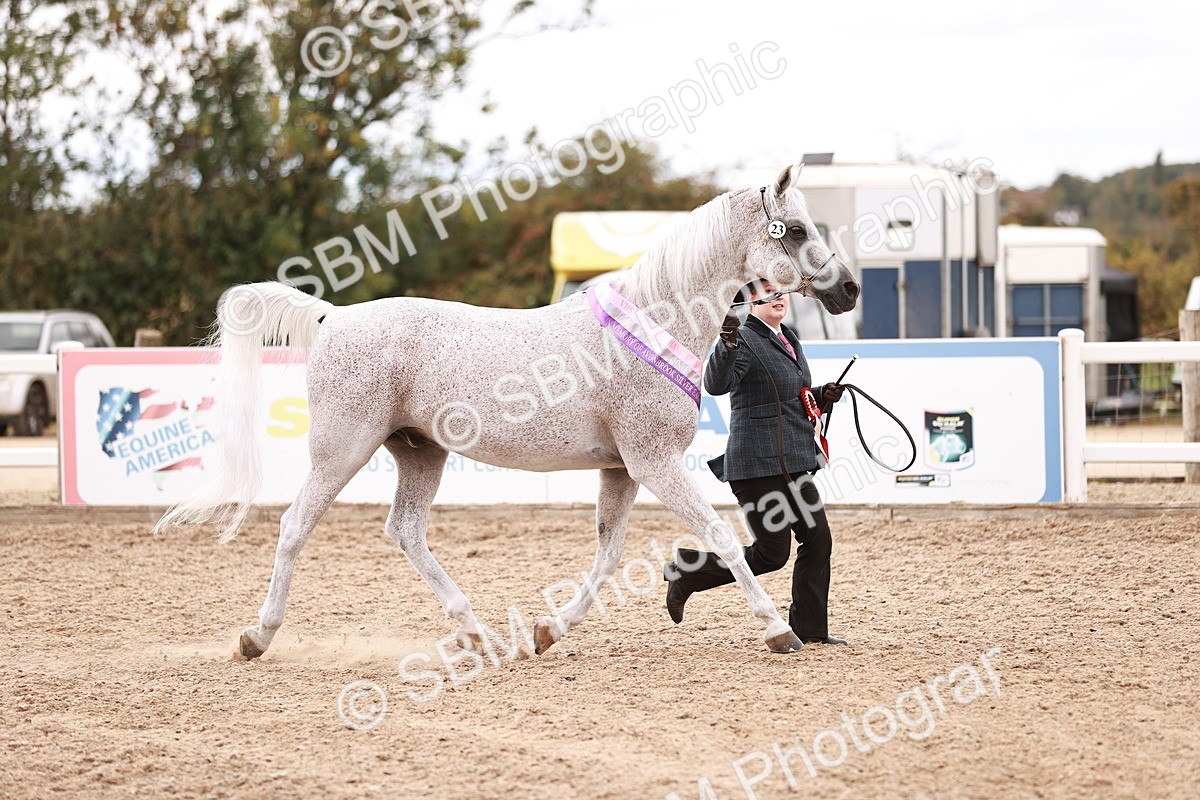 SBM_16259 - Class412 - Handsome Gelding (IH  or Ridden) Adult