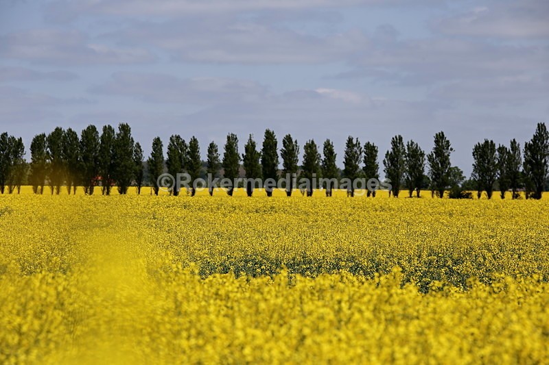 IMG_2784 - Out N about