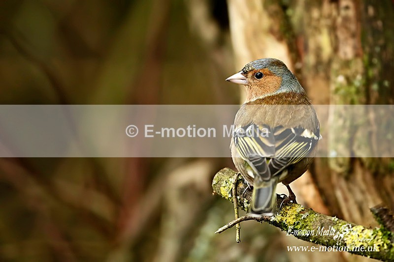 Chaffinch M 280116 6 - Nature