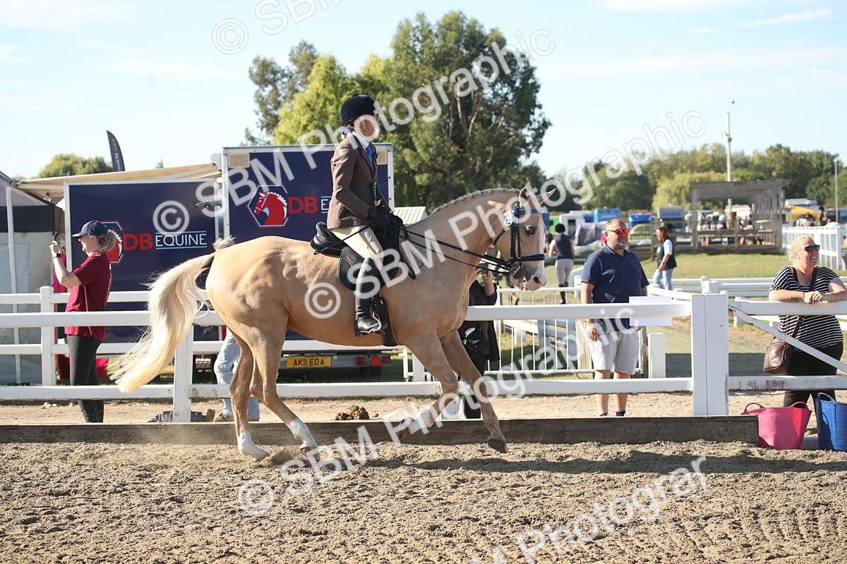 SBM_11359 - Class 501 -Riding Club Pony
