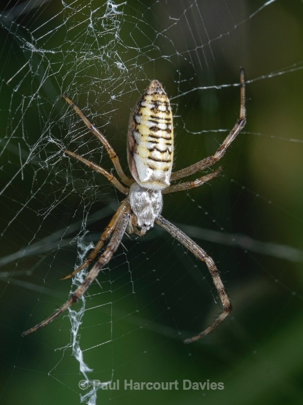 Argiope bruennichi (orb web spider) ♀ - Ten Metres from Home 1.  (2020)