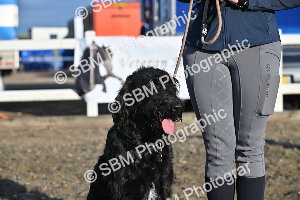 SBM_09385 - Lorry Dogs