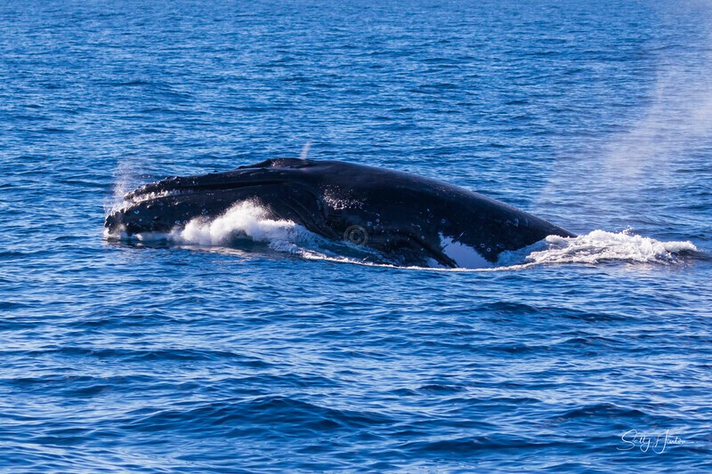0A3A0149 - 2024 Whale Photos