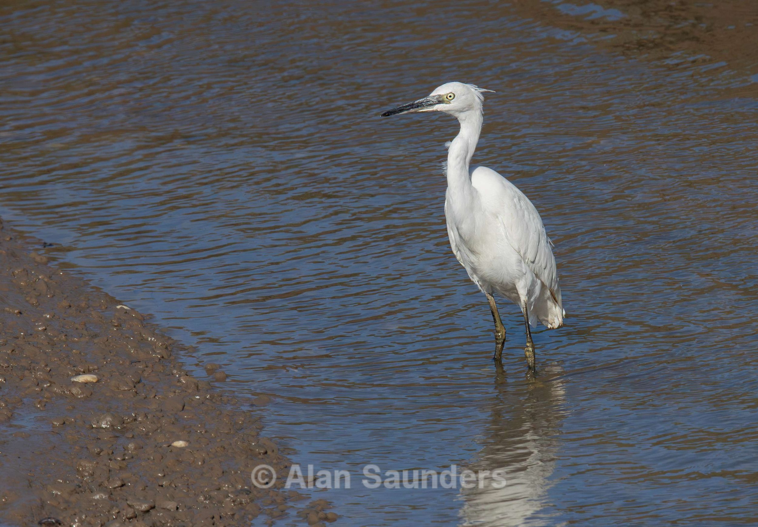 Little Egret 3