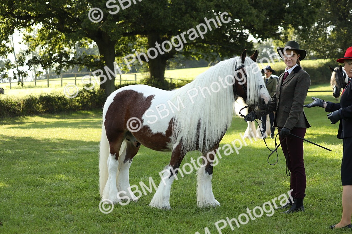 SBM_60921 - S43 - Coloured Pony In Hand