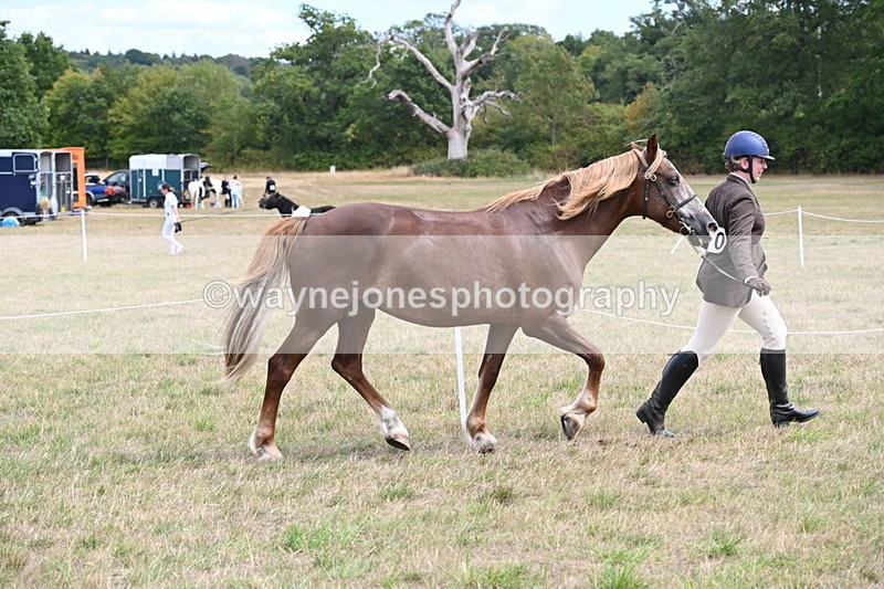 WJ6_5922 - Class 19 In-hand Veterans (Uploaded correct folder)