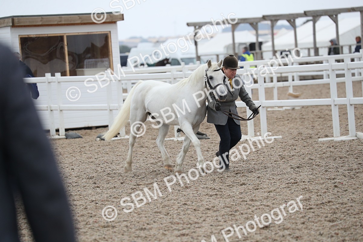 SBM_17945 - Class 317 IH Pure bred Horse/Pony