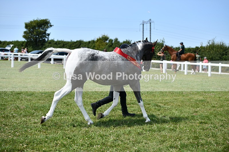DSC_7964 - Coloured Horse In Hand Championship
