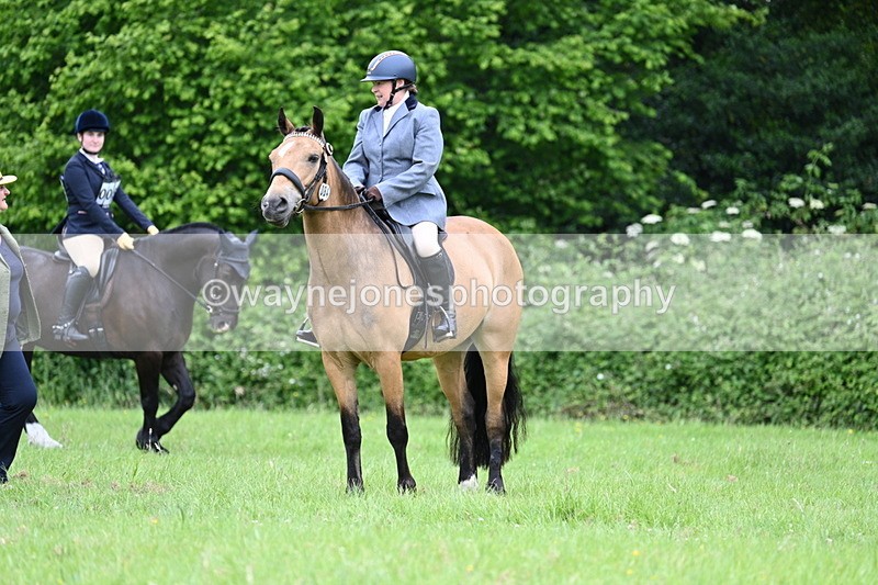 WJ7_3985 - Class 14A Handsome Gelding