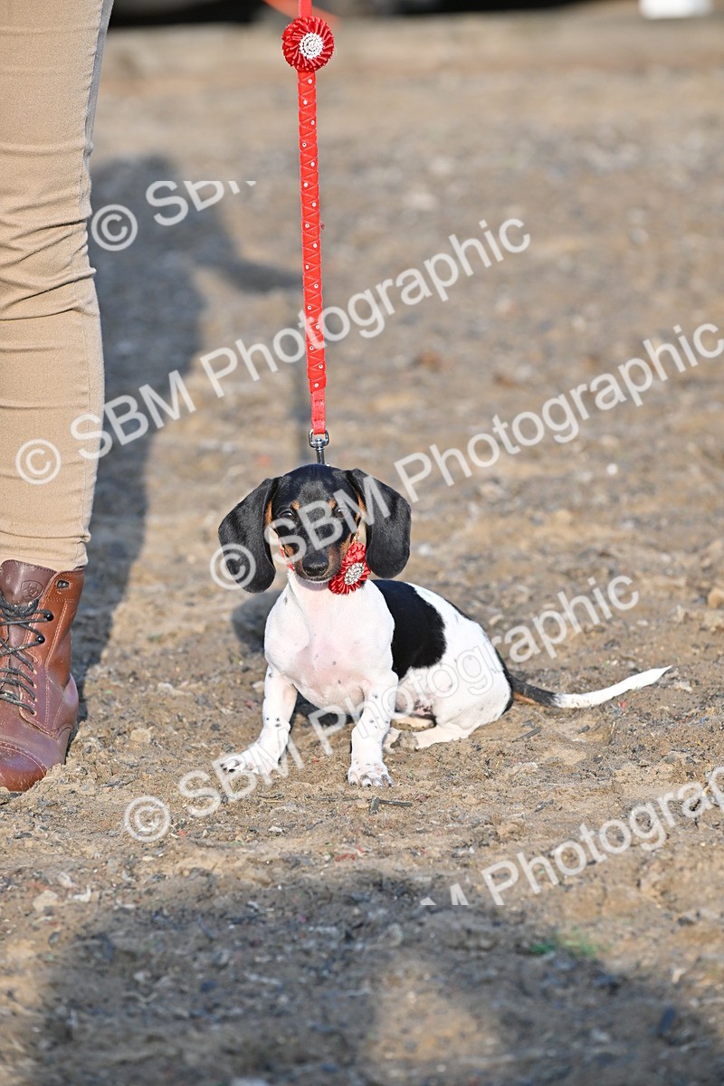 SBM_09441 - Lorry Dogs
