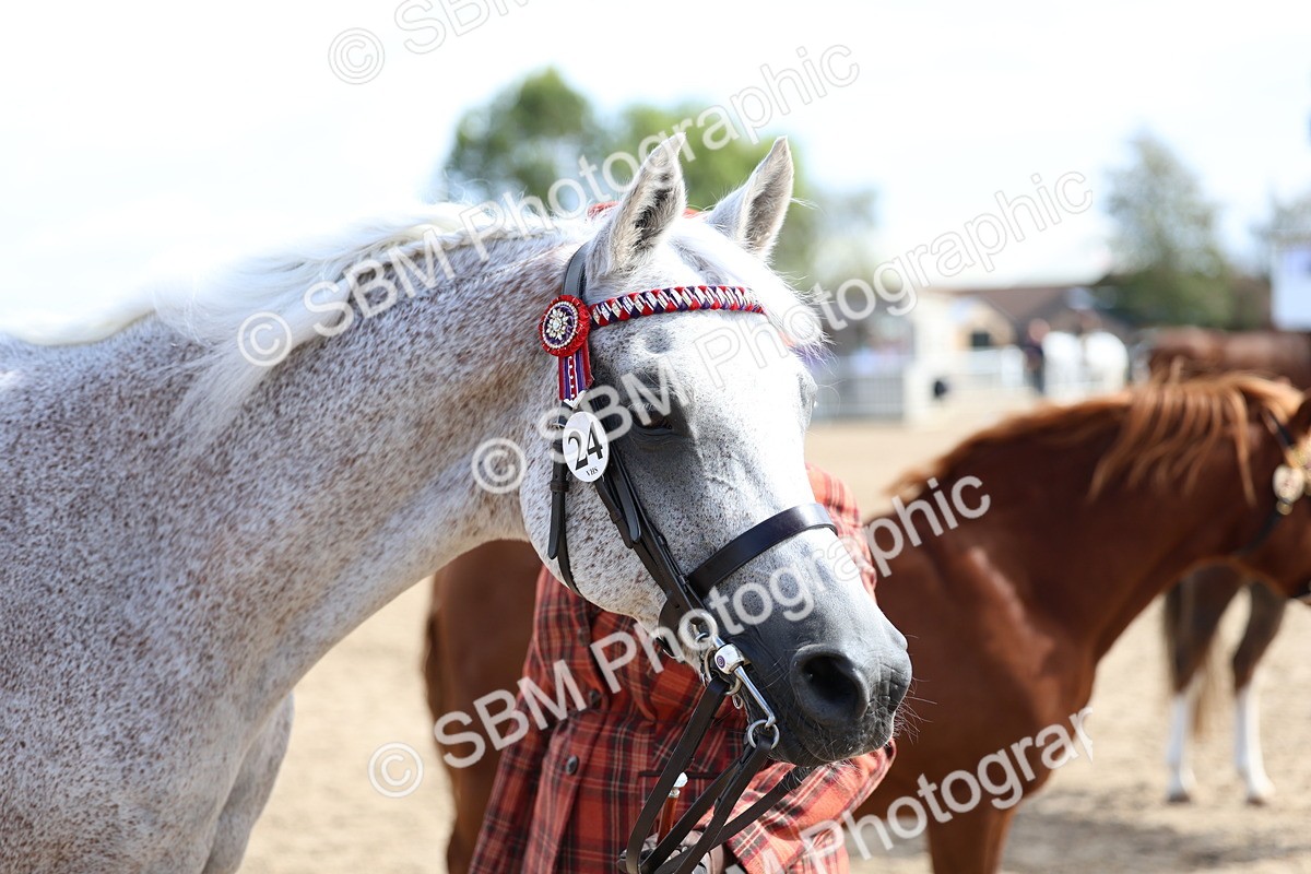 SBM_01922 - Class 18 - Handsomest Gelding - IH or Ridden