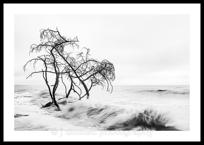Trees in the Ocean