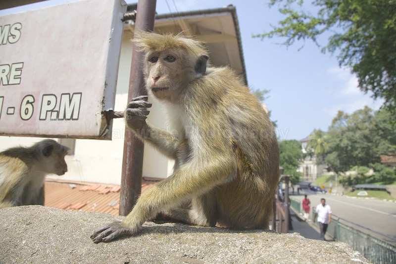 Tonge Macaques_Kandy Sri lanka__0012 - UK and International Urban Wildlife