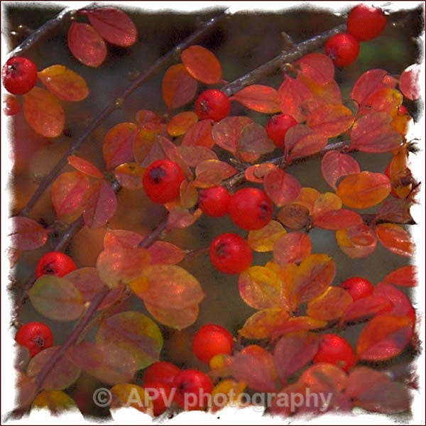  - Petals and Leaves