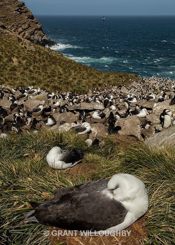 Albatross Falkland Islands - Antartica