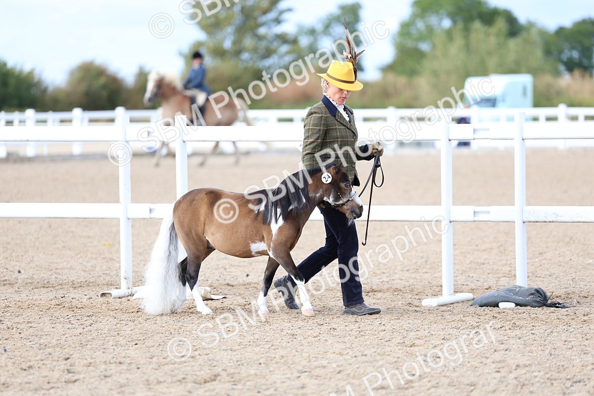 SBM_18686 - Class 317 - IH Pure Bred Horse-Pony
