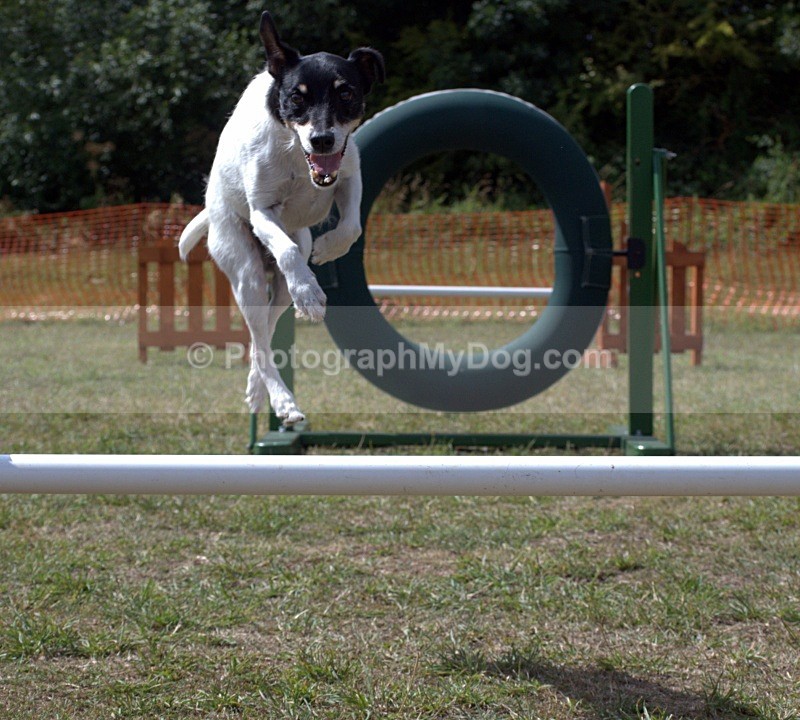  - Jack Russell Terriers