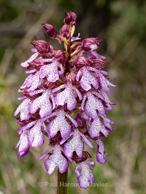 Lady Orchid (Orchis purpurea)  - Wild Orchids 2021