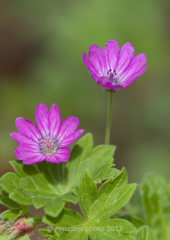 Hedgerow crane's-bill - Geranium pyrenaicum RPNP0023 - Flowers
