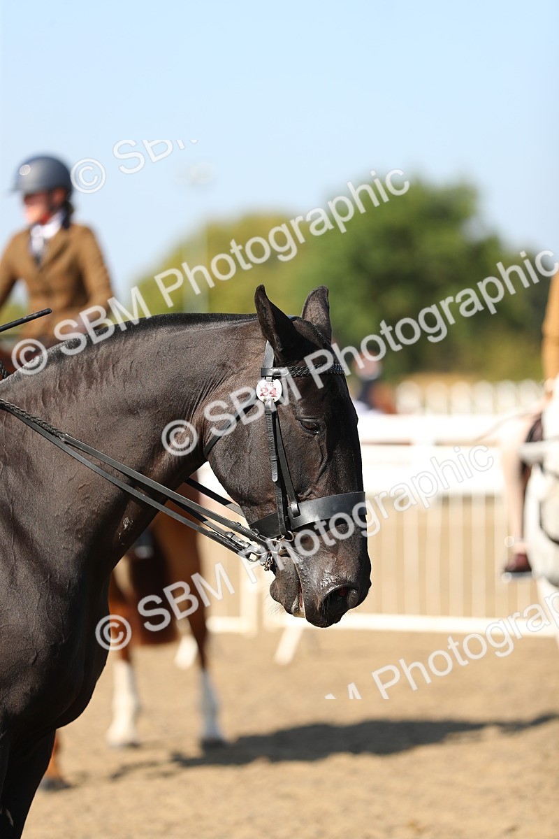 SBM_02256 - Class 43 Ridden Competition Horse/Pony