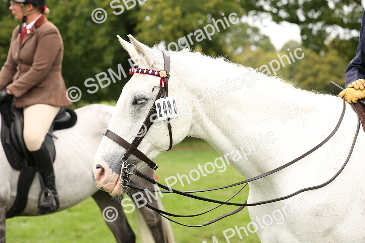 SBM_64311 - S65 - Riding Horse & Hack & Thoroughbred Ridden