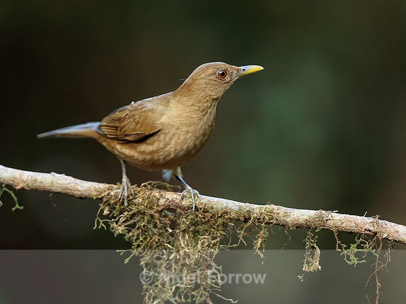 Clay-coloured Thrush, Limon Province, Costa Rica - Clay-coloured Thrush