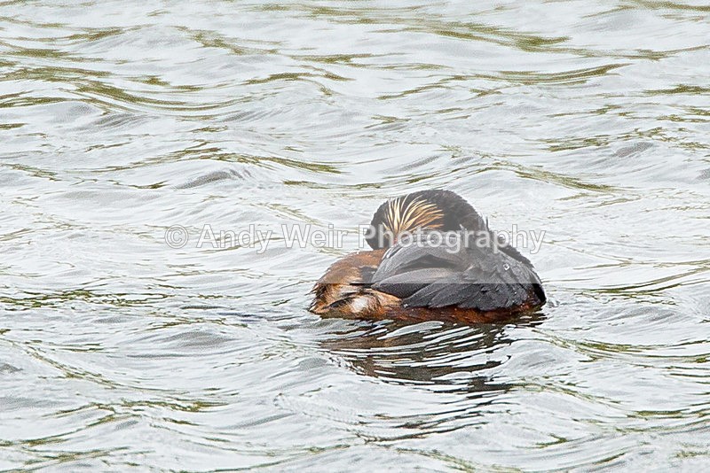 20140417-3K8A0253 - Black-necked Grebe