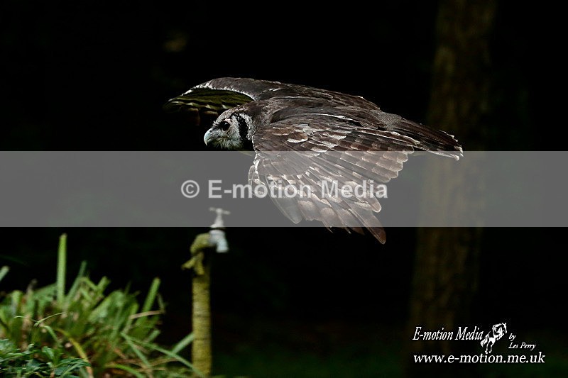 Hawk Con 24062013-465a