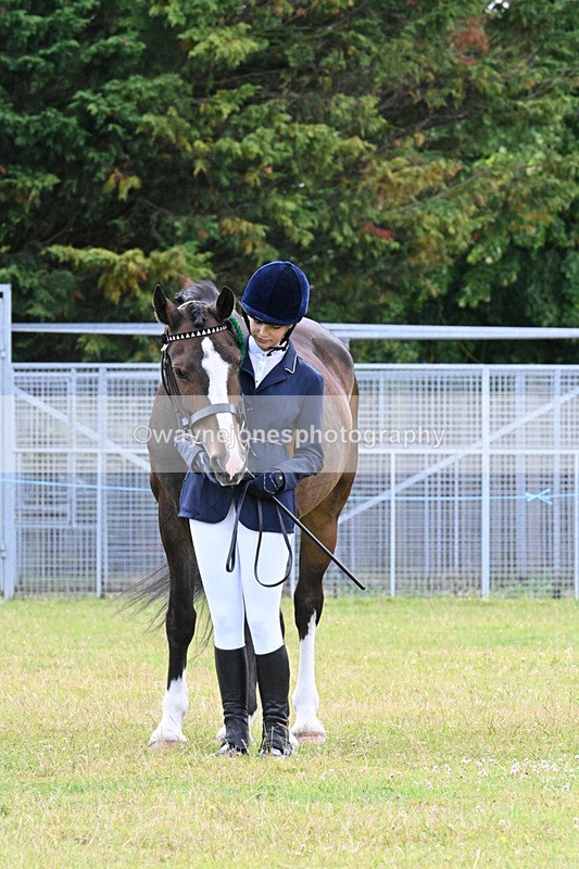 WJ7_7195 - Class 5a Most Handsome Gelding in Hand