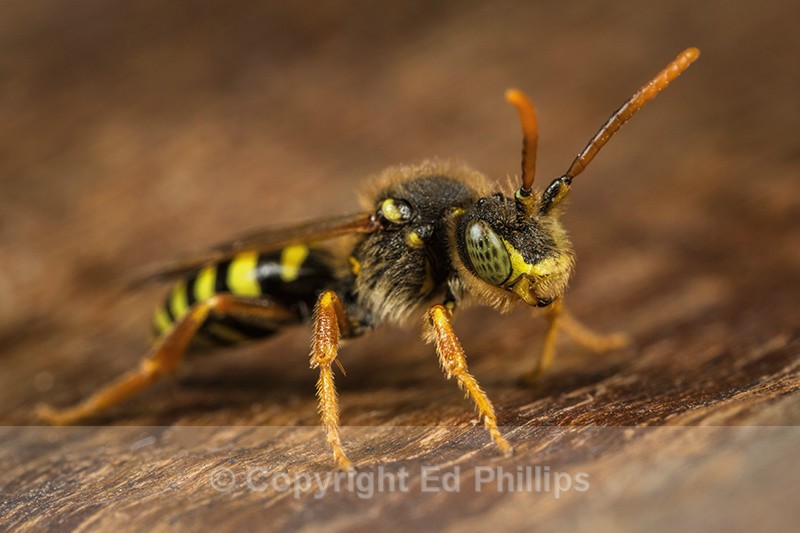 Nomada goodeniana (m) - Nomada goodeniana