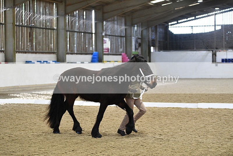 WJ5_4242 - Class 6 In hand M&M - Large Breeds