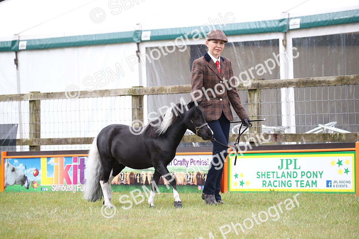 SBM_03673 - Class 23-25 - British Miniature Horse of the Year