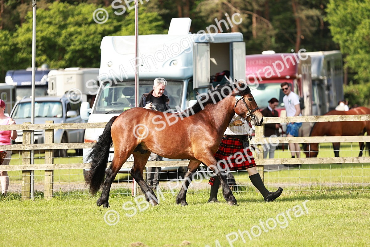 SBM_00670 - Class 14-23 - Mountain & Moorland In Hand Non Welsh