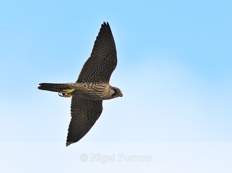 Peregrine in flight at Otmoor - Peregrine Falcon