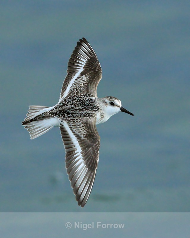 Sanderling in flight at Farmoor Reservoir - Sanderling