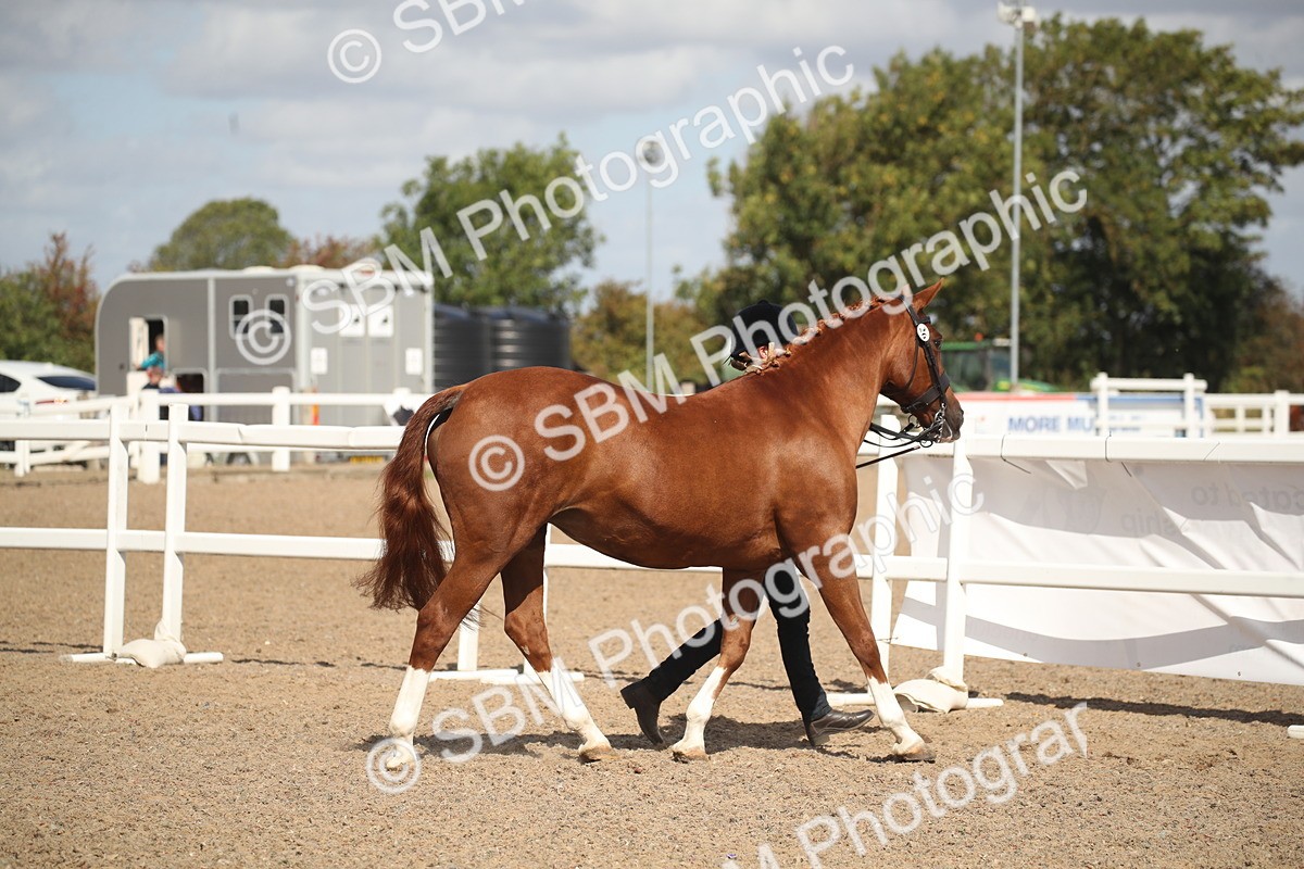 SBM_23411 - Class 604 - 2026 - Area IH Diamond