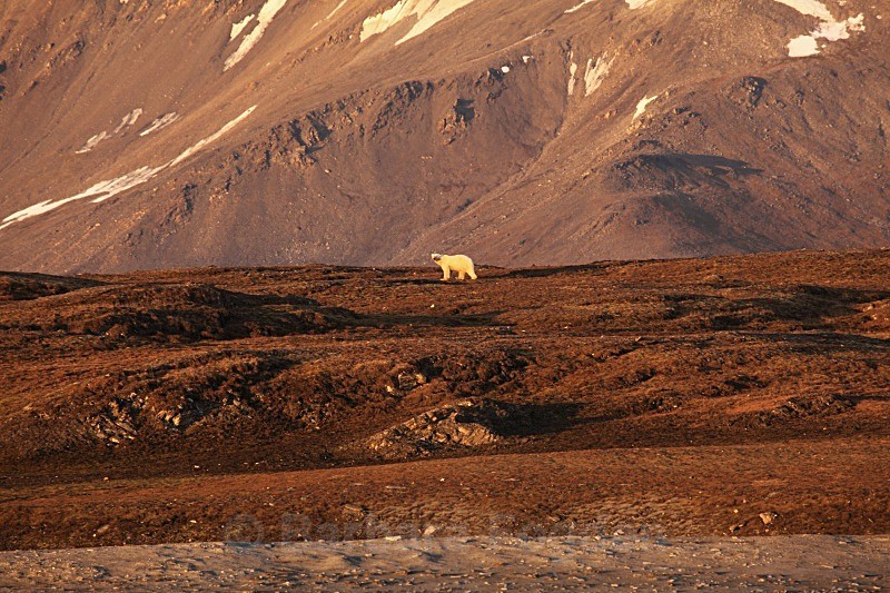 Polarbear 4454 - Autumn