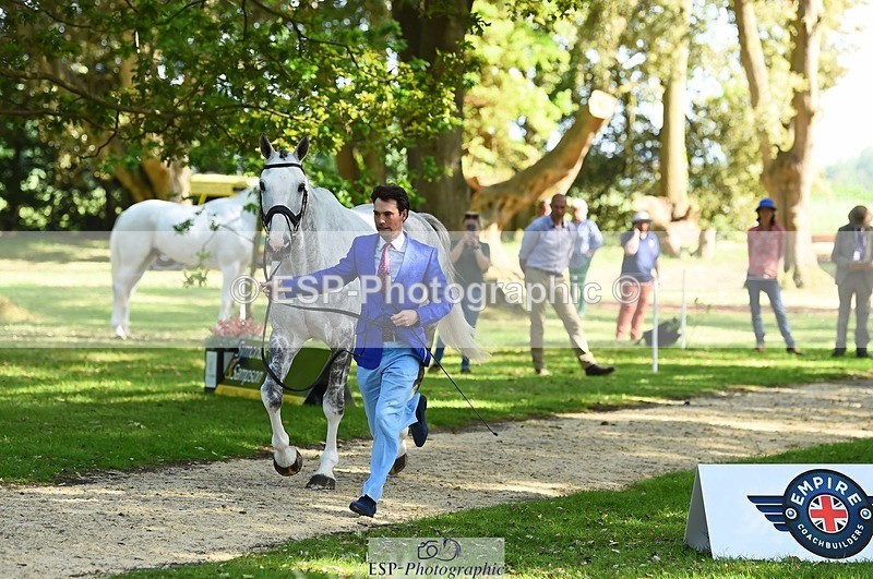 230524-163020-00908 - 118-HIGH_HOPES_VIKING-Harry_Meade-WEDTrotUp+DR