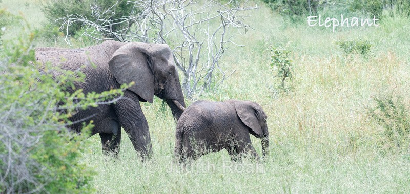  - South Africa Birds and Mammals
