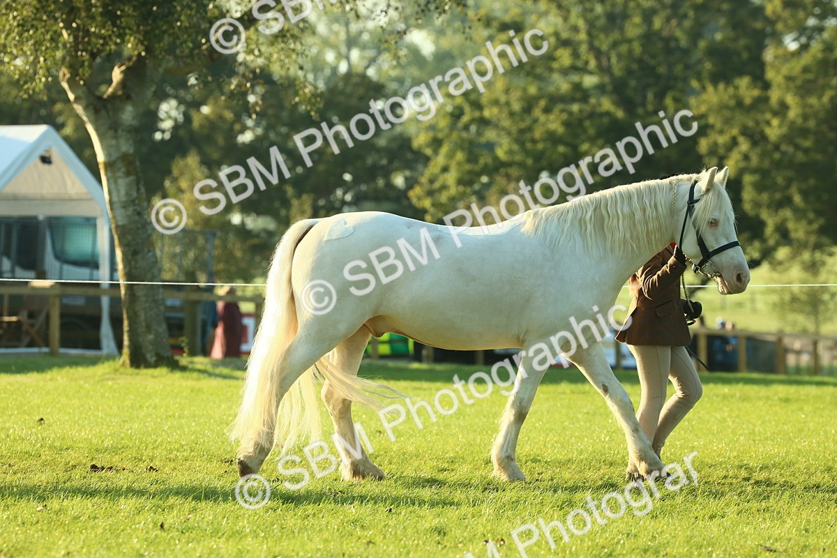 SBM_57297 - S37 - Starters In Hand Showing