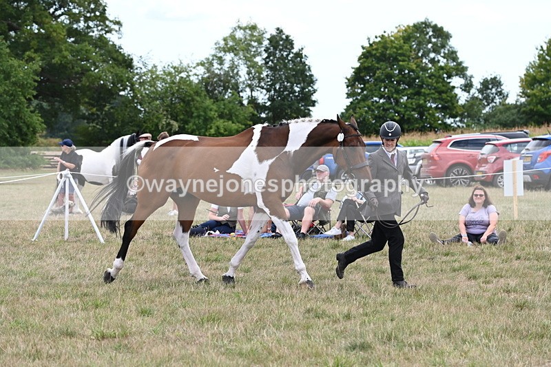 WJ6_6070 - Class 19 In-hand Veterans (Uploaded correct folder)