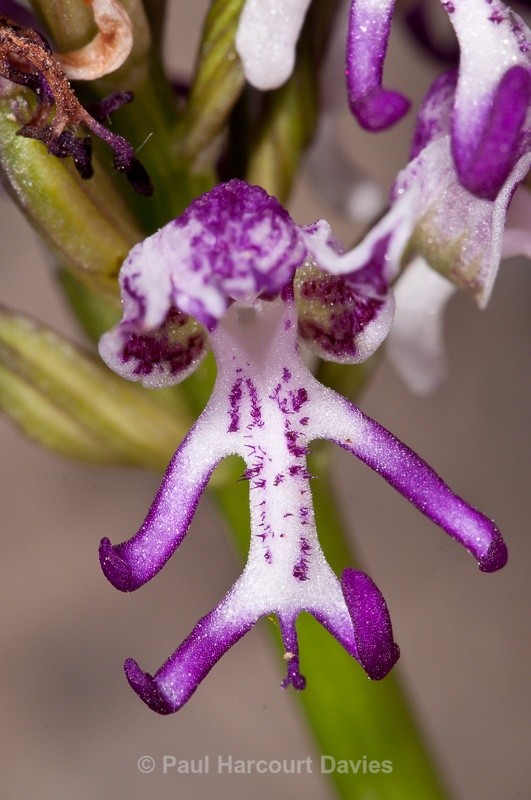  - Orchids - Crete